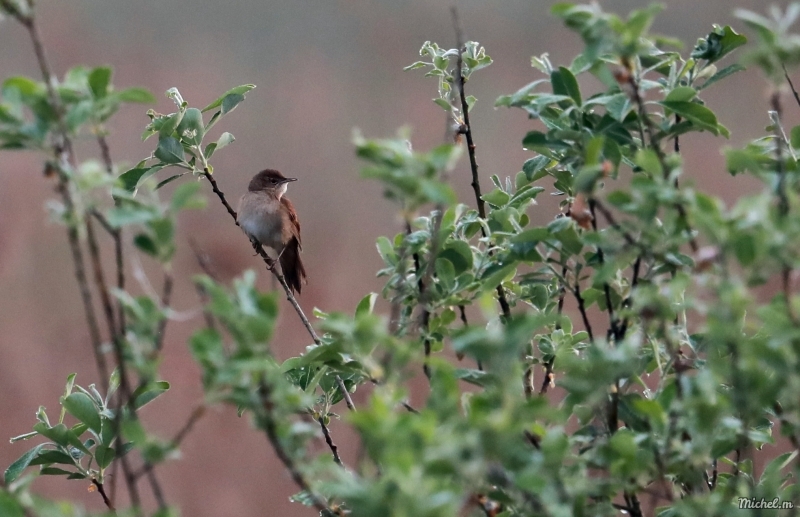 Photo Oiseaux Locustelle luscinioide