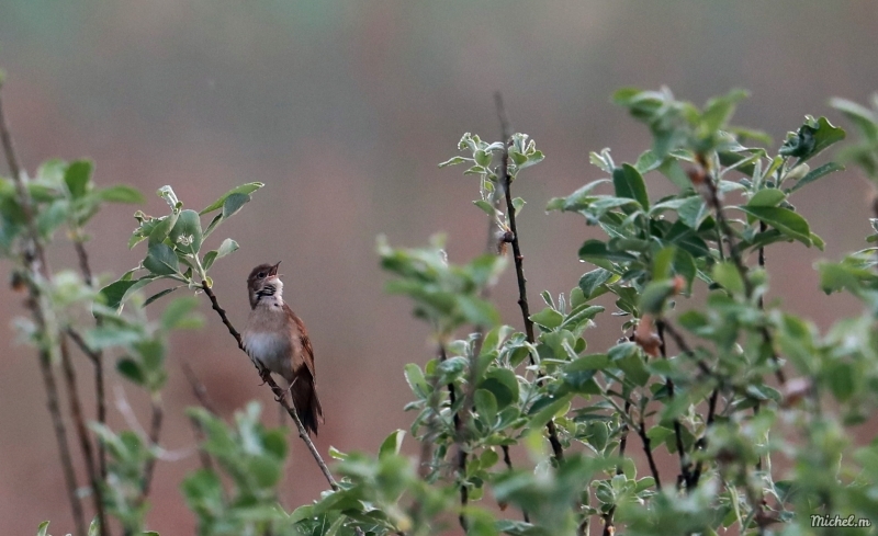 Photo Oiseaux Locustelle luscinioide