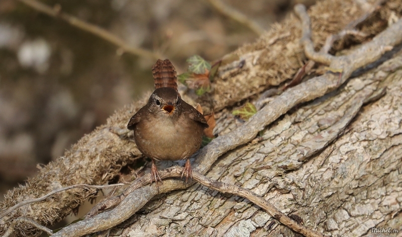 Photo Oiseaux Troglodyte mignon