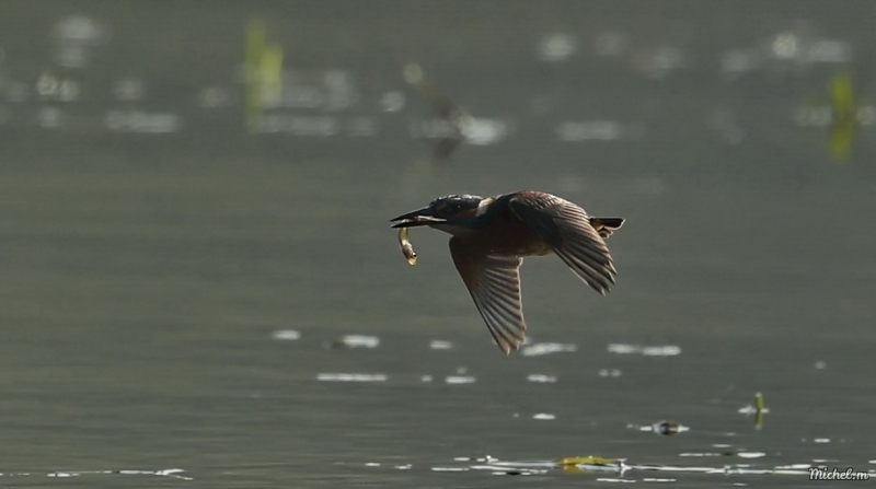 Photo Oiseaux Martin-pecheur d'Europe