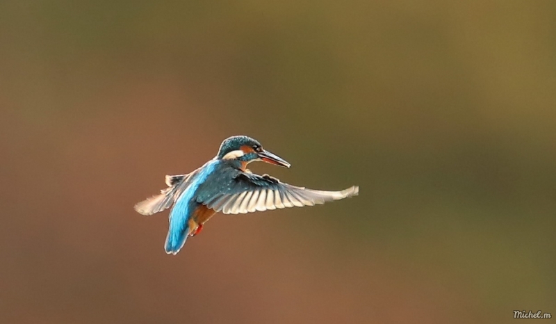 Photo Oiseaux Martin-pêcheur