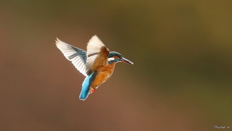Photo Oiseaux Martin-pêcheur