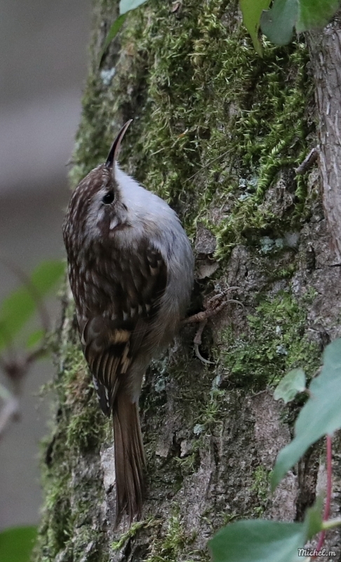 Photo Oiseaux Grimpereau des bois