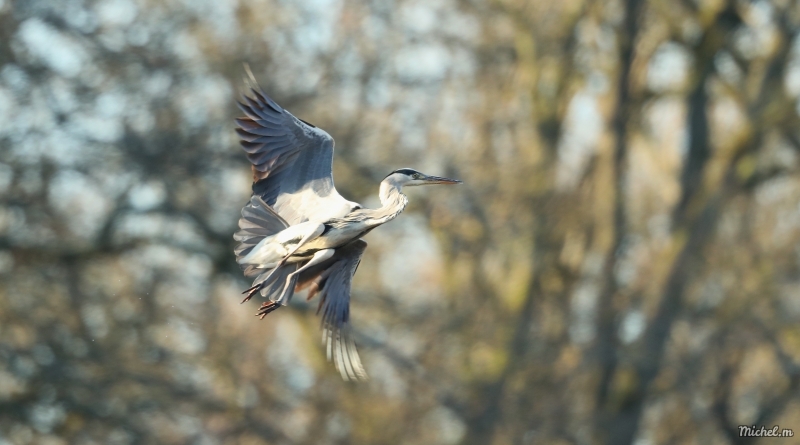 Photo Oiseaux Héron cendré