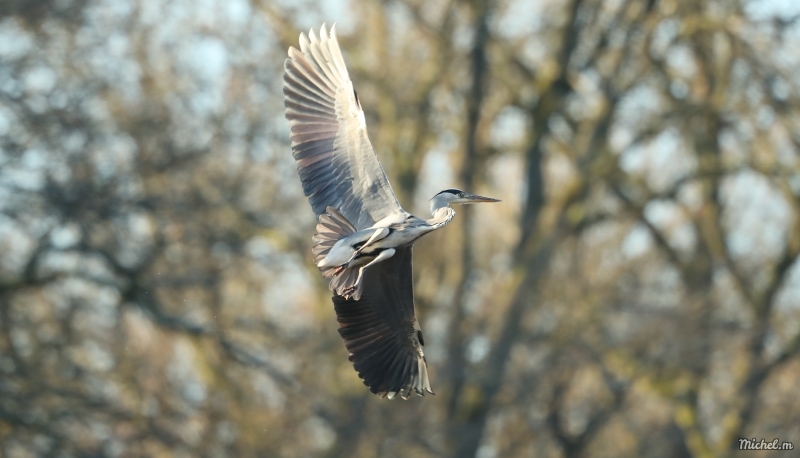 Photo Oiseaux Héron cendré