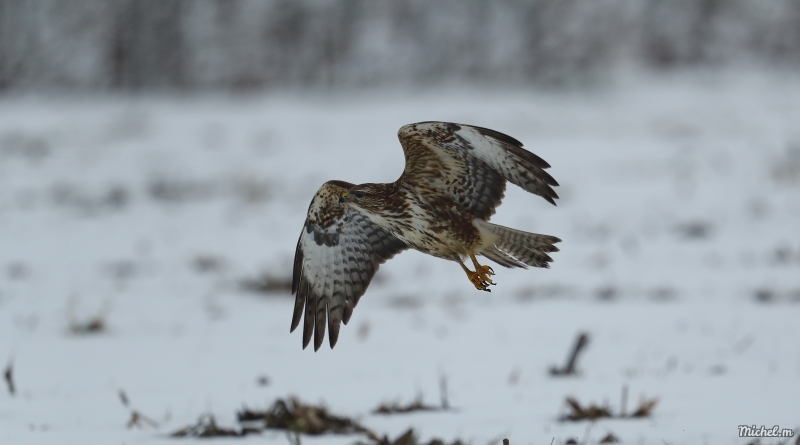 Photo Oiseaux Buse