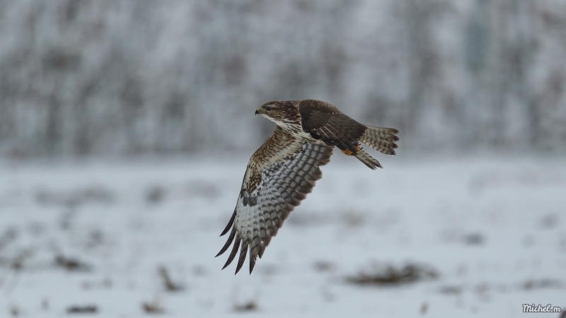 Photo Oiseaux Buse