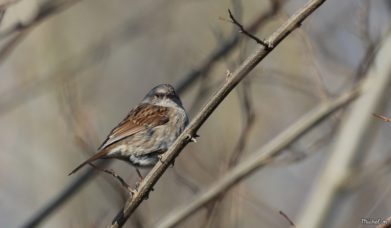 Photo Oiseaux Accenteur mouchet