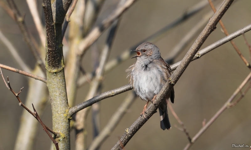 Photo Oiseaux Accenteur mouchet