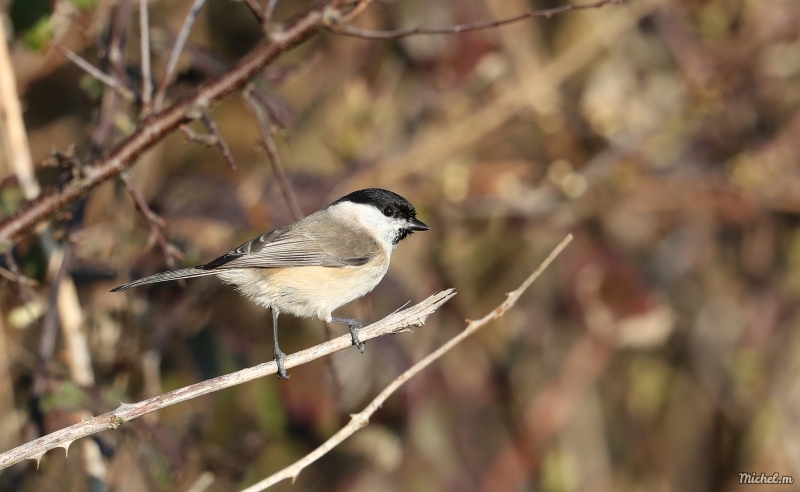 Photo Oiseaux Mésange nonnette