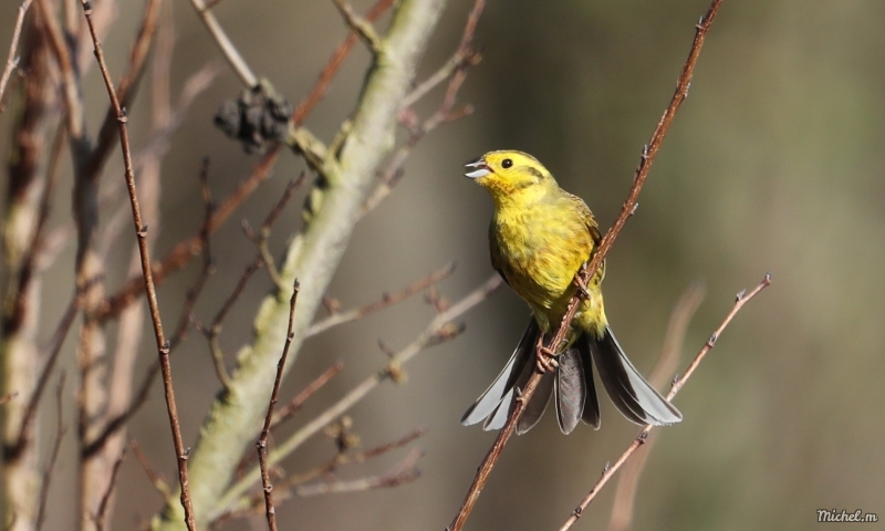 Photo Oiseaux Bruant jaune (Emberiza citrinella)