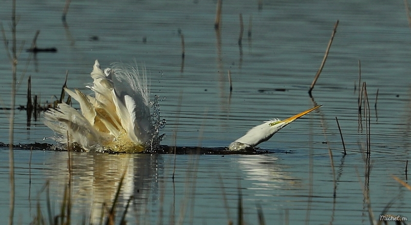 Photo Oiseaux Grande aigrette