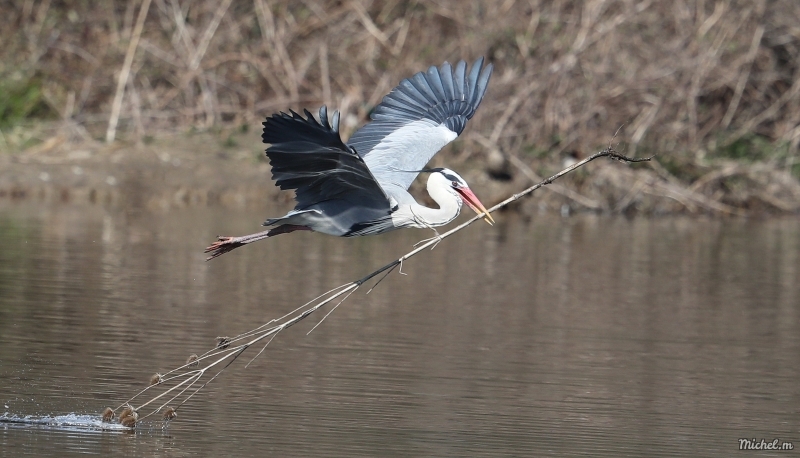 Photo Oiseaux Héron cendré