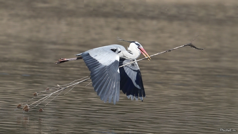 Photo Oiseaux Héron cendré