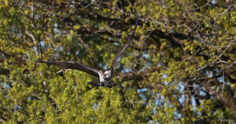 Photo Oiseaux Balbuzard pêcheur (Pandion haliaetus)