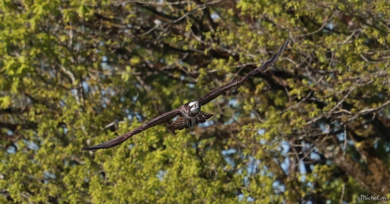 Photo Oiseaux Balbuzard pêcheur (Pandion haliaetus)