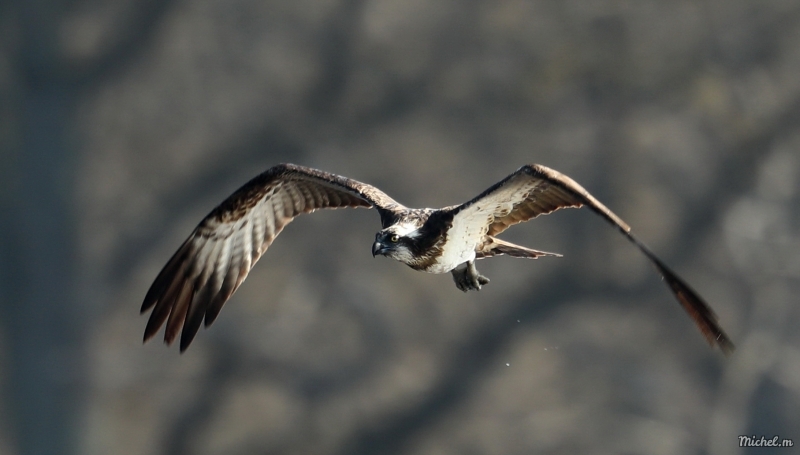 Photo Oiseaux Balbuzard pêcheur