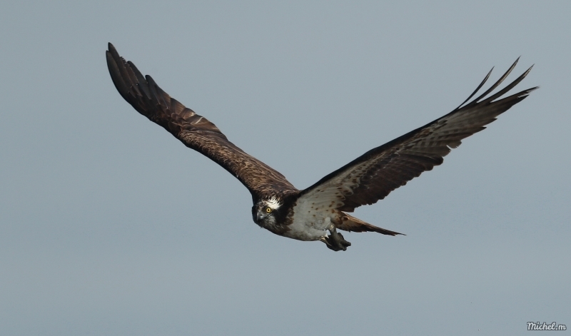 Photo Oiseaux Balbuzard pêcheur