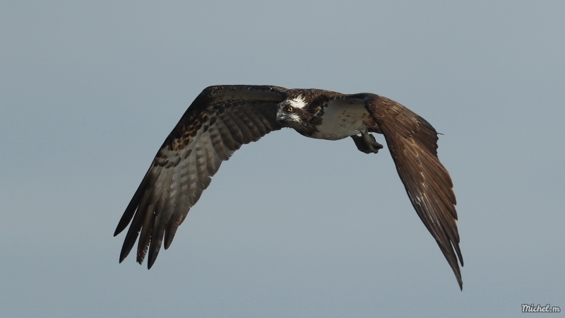 Photo Oiseaux Balbuzard pêcheur