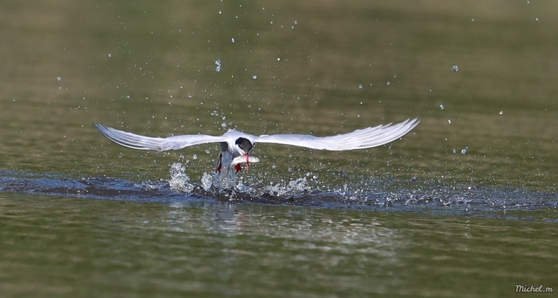 Photo Oiseaux Sterne pierregarin (Sterna hirundo)