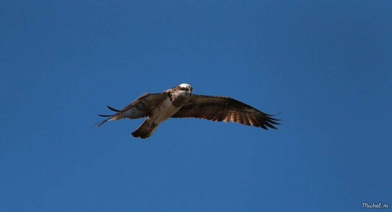 Photo Oiseaux Balbuzard pêcheur (Pandion haliaetus)