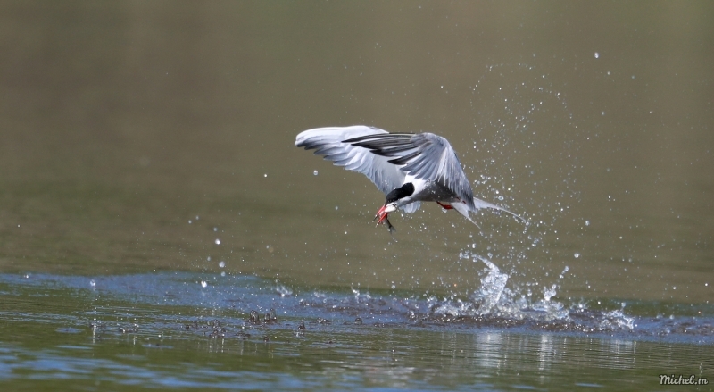 Photo Oiseaux Sterne pierregarin (Sterna hirundo)