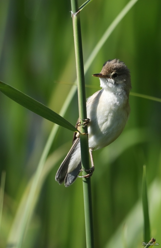 Photo Oiseaux rousserolle turdoïde