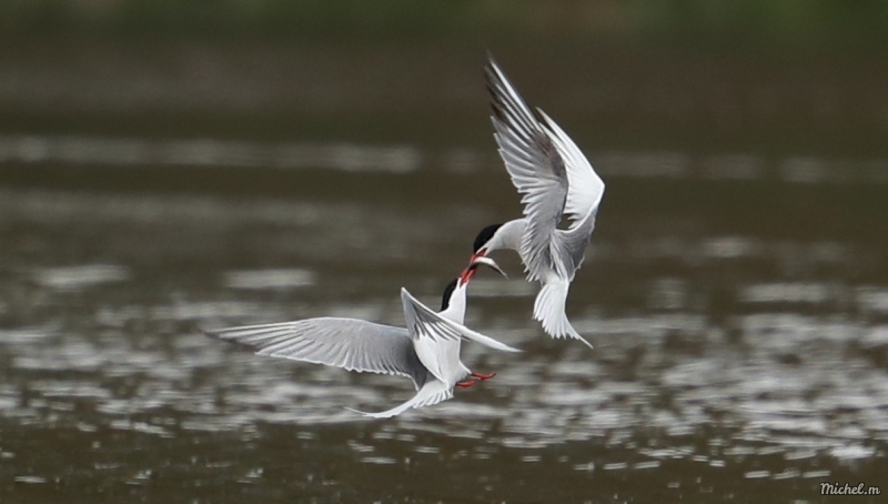 Photo Oiseaux Sterne pierregarin (Sterna hirundo)