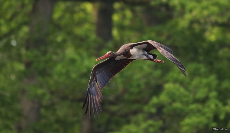 Photo Oiseaux