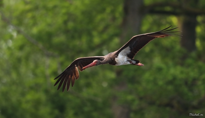 Photo Oiseaux