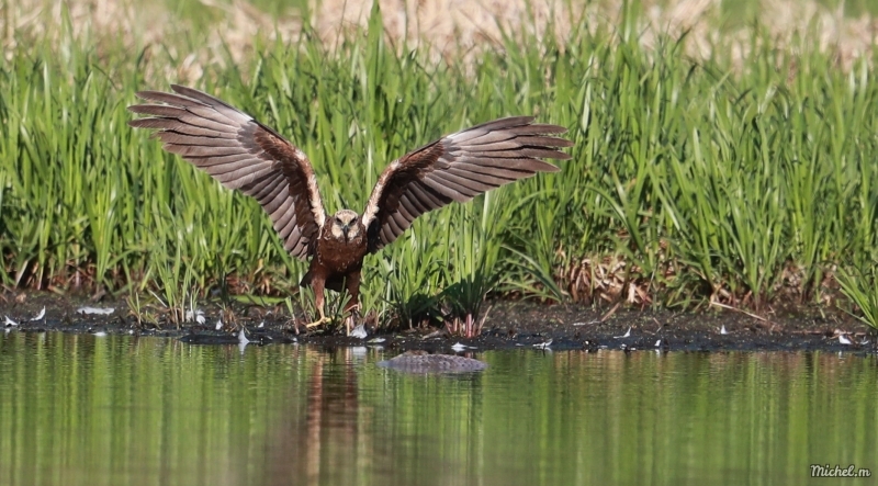 Photo Oiseaux Buse variable