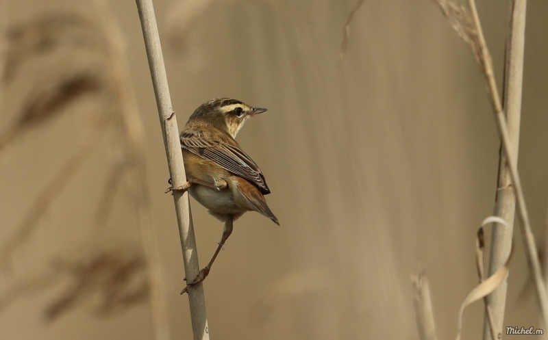 Photo Oiseaux Phragmite des Joncs