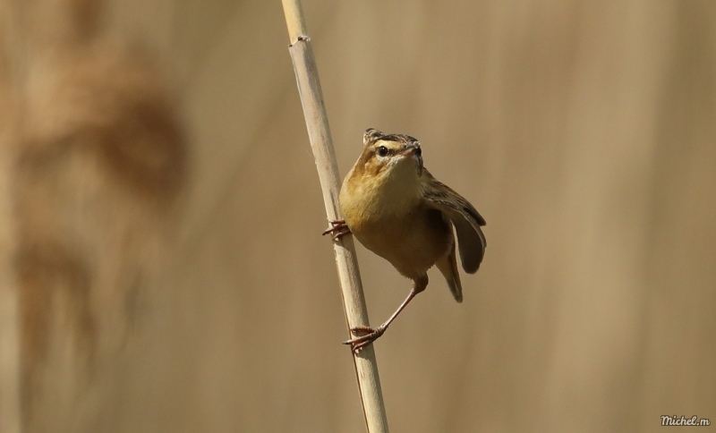 Photo Oiseaux Phragmite des Joncs