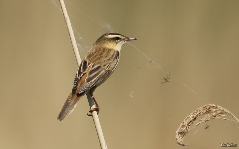 Photo Oiseaux Phragmite des Joncs