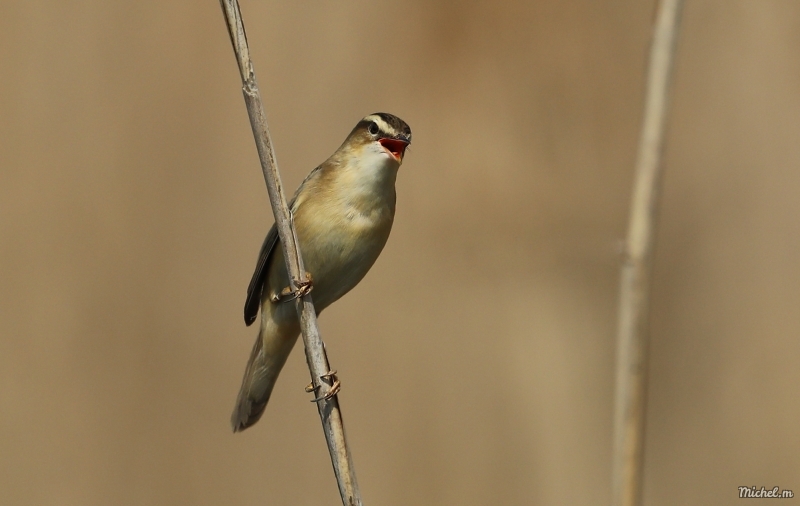 Photo Oiseaux Phragmite des Joncs