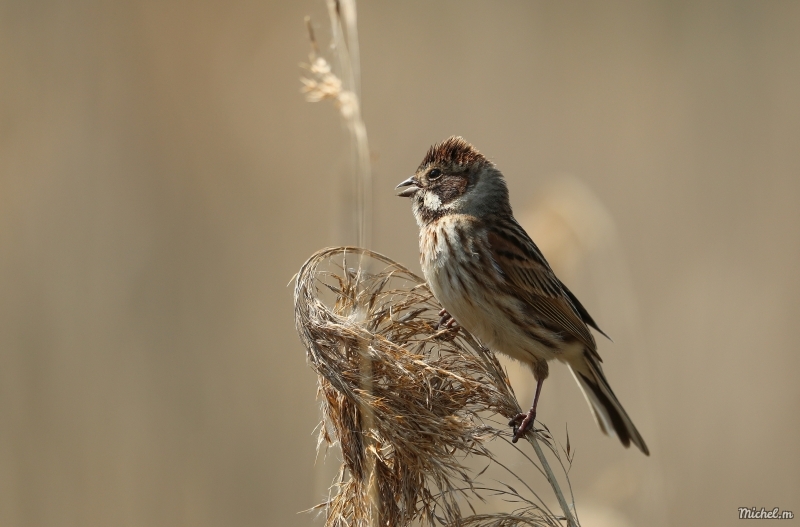 Photo Oiseaux Bruant des roseaux