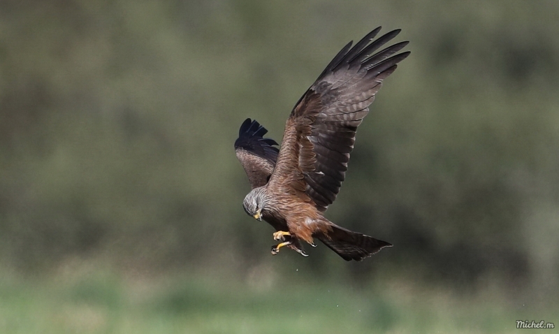 Photo Oiseaux Milan royal (Milvus milvus)