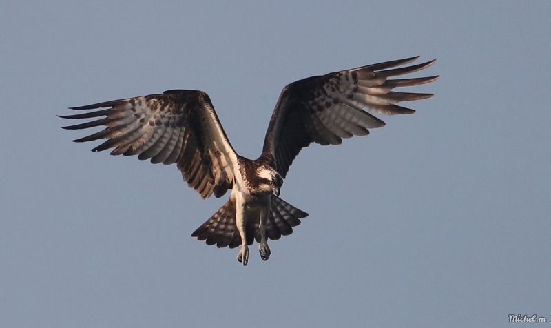 Photo Oiseaux Balbuzard pêcheur