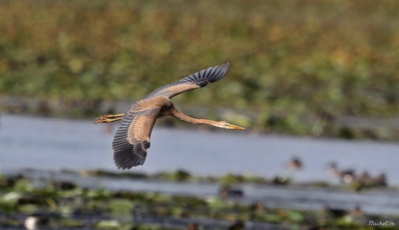 Photo Oiseaux Héron pourpré (Ardea purpurea)