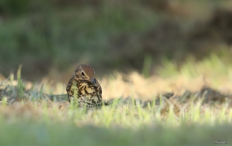 Photo Oiseaux Grive draine