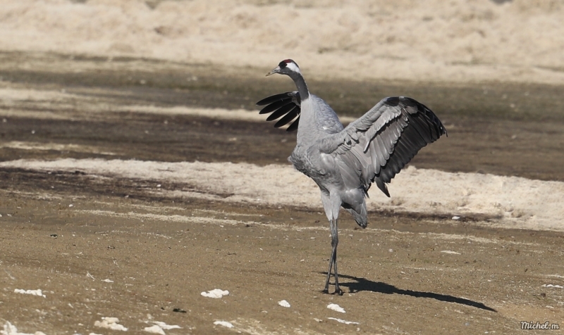 Photo Oiseaux Grue cendrée (Megalornis grus)