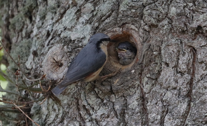 Photo Oiseaux Sitelle torchepot