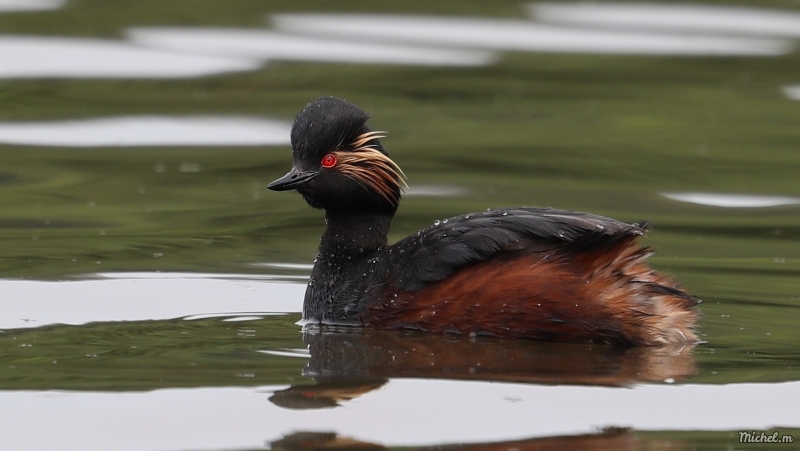 Photo Oiseaux grebe à cou noir