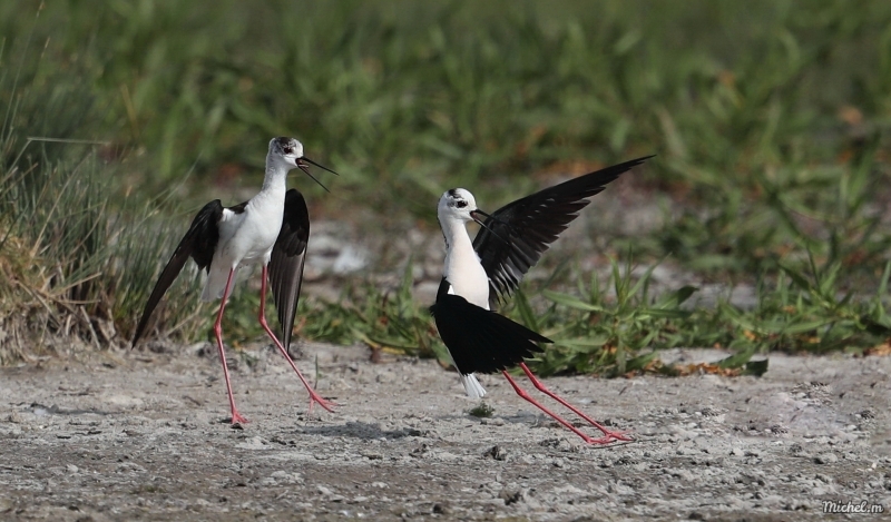 Photo Oiseaux Echasse Blanche (Himantopus himantopus)