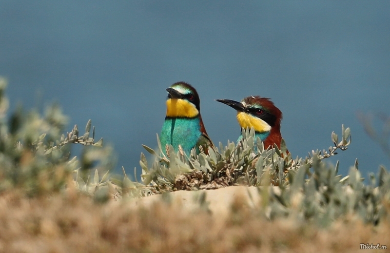 Photo Oiseaux guepier d'europe