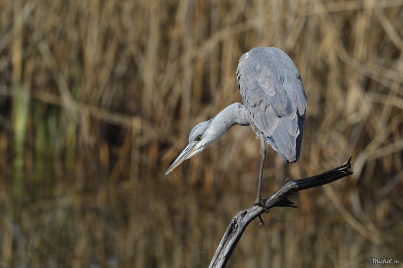 Photo Oiseaux Héron cendré