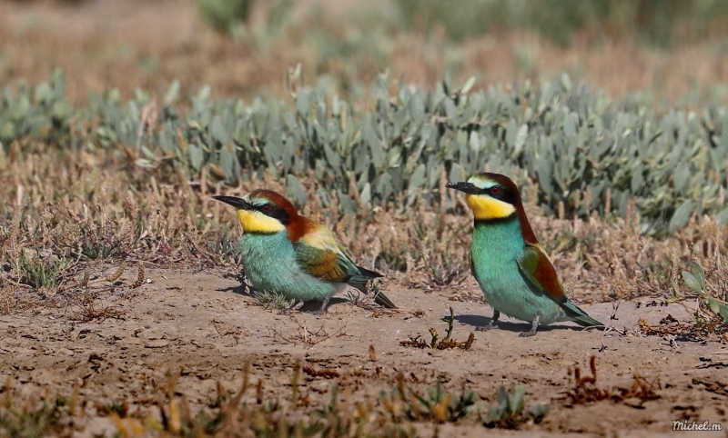 Photo Oiseaux guepier d'europe