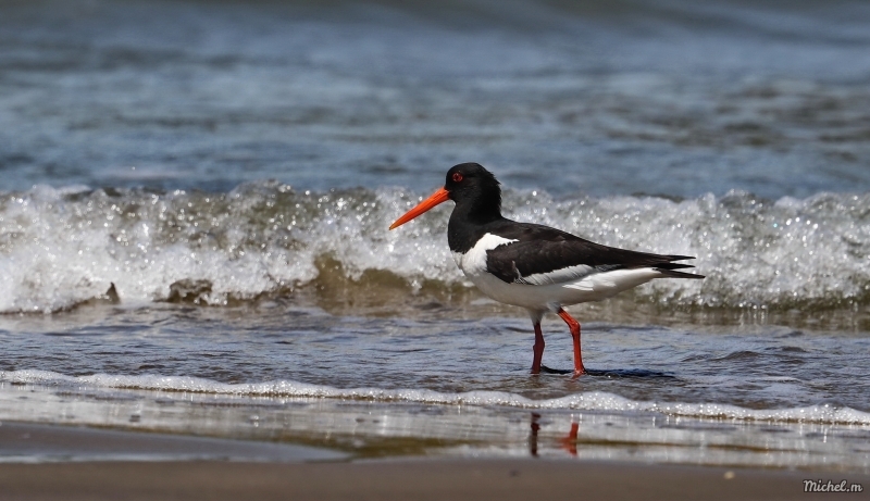 Photo Oiseaux huitrier pie