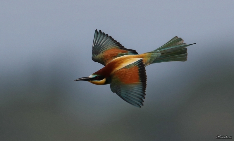 Photo Oiseaux guepier d'europe