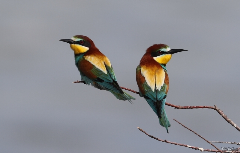 Photo Oiseaux guepier d'europe
